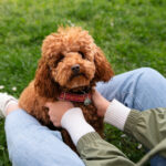 Cockapoo: The Complete Guide To This Kind and Mindful Dog