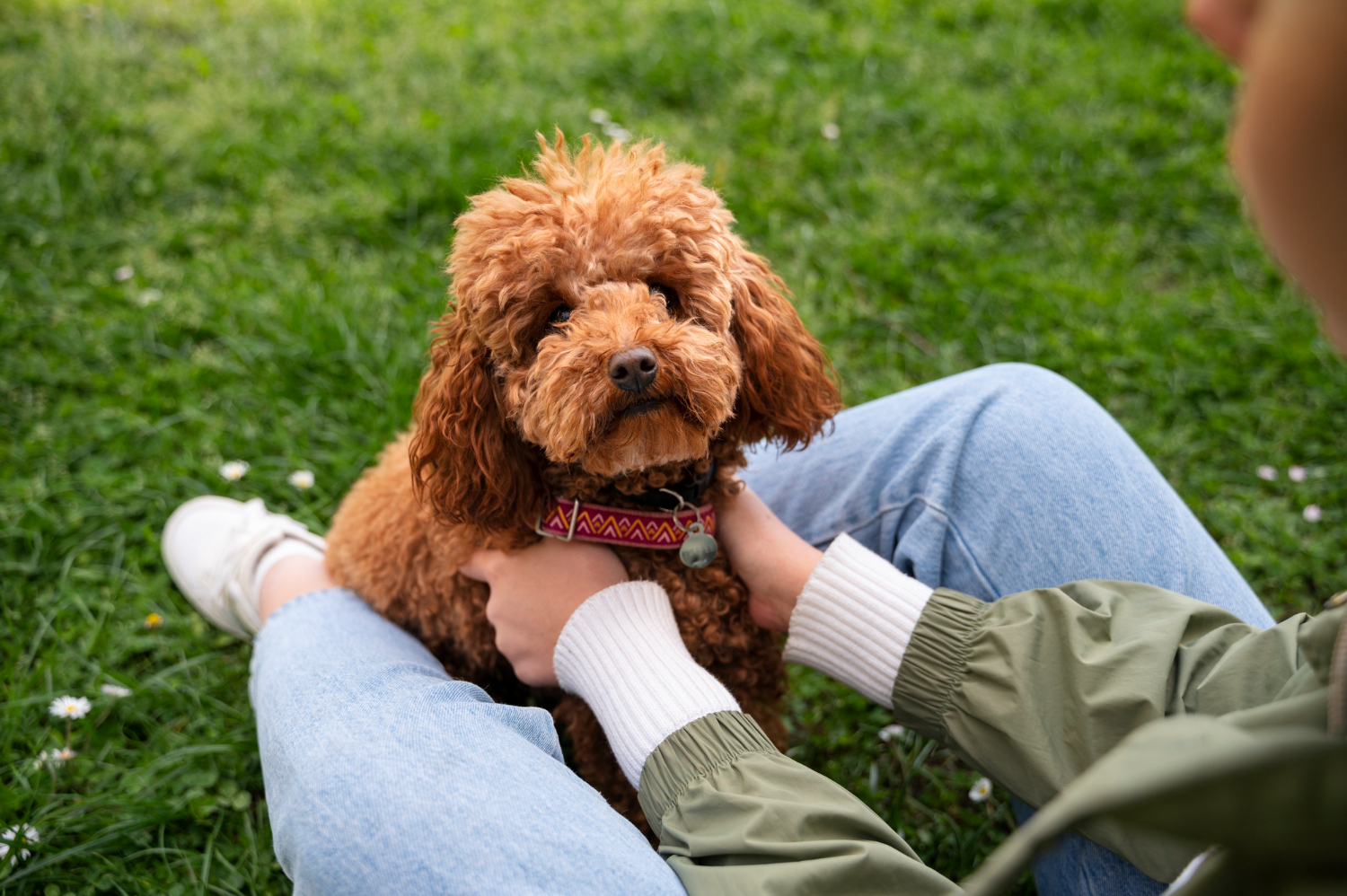Cockapoo: The Complete Guide To This Kind and Mindful Dog