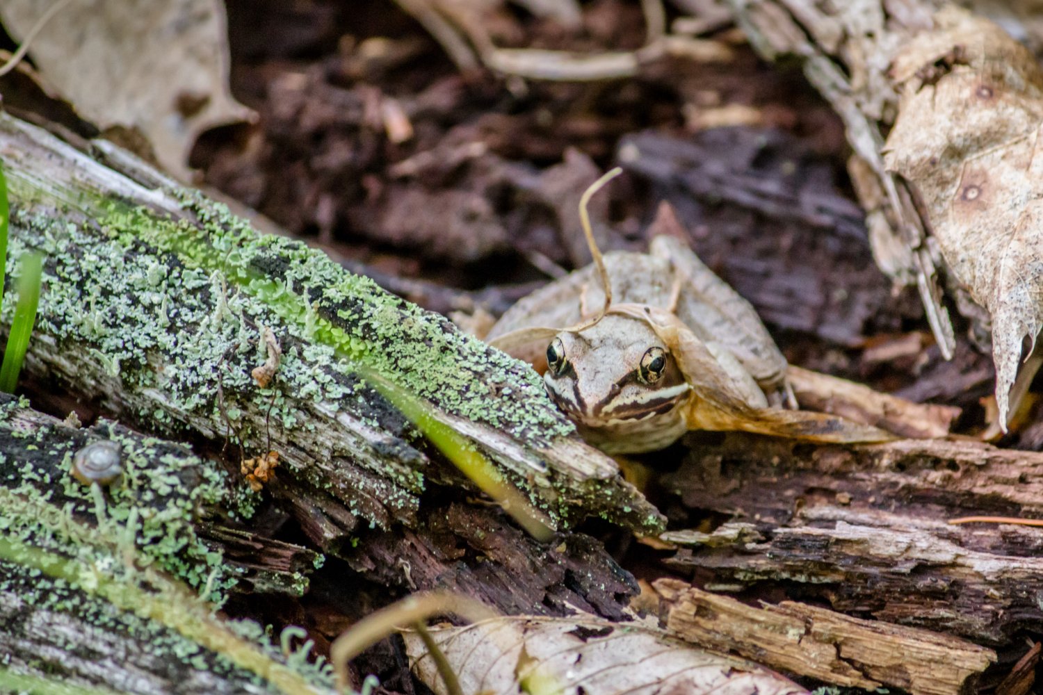Nature's Ingenious Defense