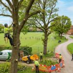 Tree Maintenance